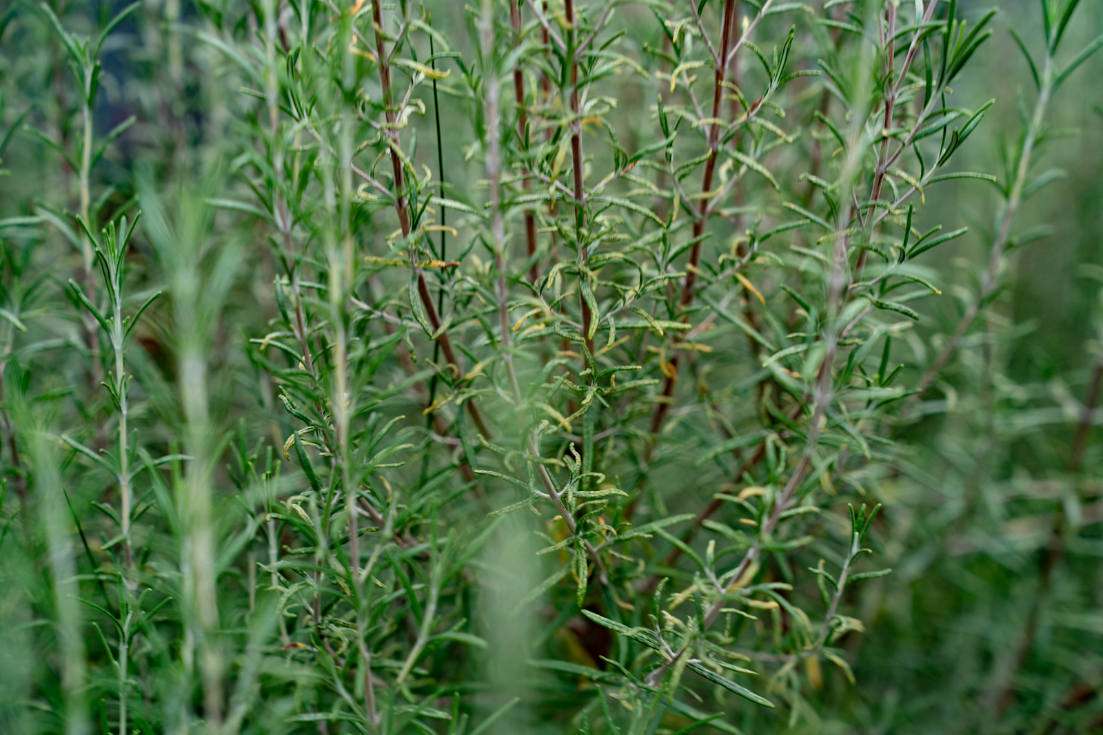 paralelle_gillesvuissoz-04396.jpg